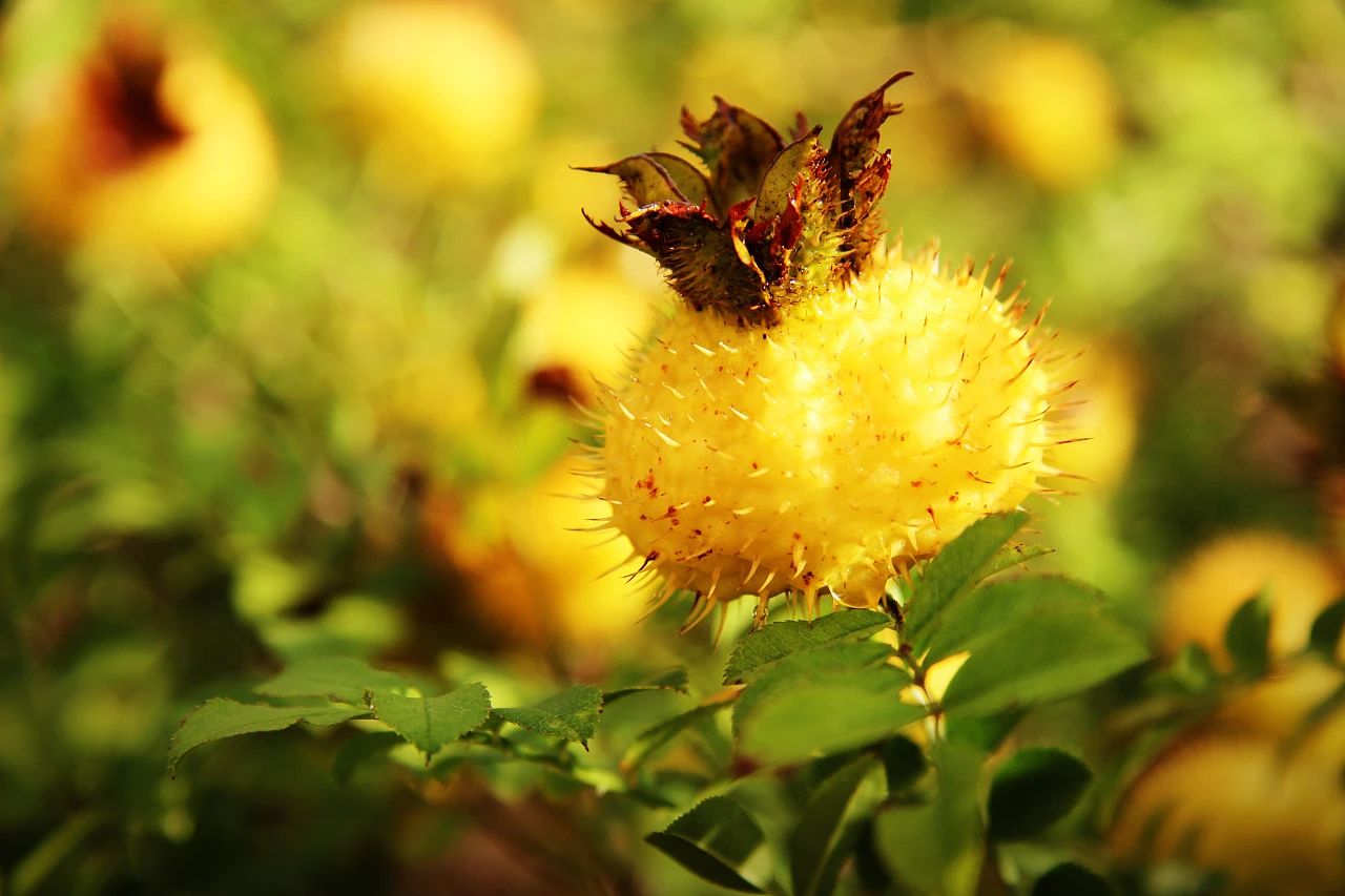 农发行黔南州分行:为"中国刺梨之乡"增色添彩 - 贵州省刺梨行业协会