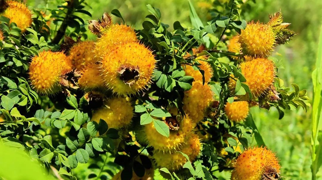 黔南州用好"三个优势"培育贵州刺梨全国特色农产品原料高质量核心基地