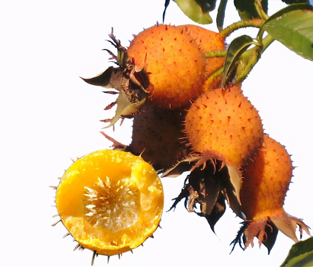 探索无籽刺梨无籽机制助力刺梨产业发展